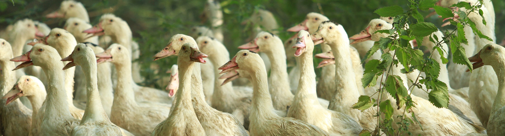Elevage et production de canards gras et foie gras de canard