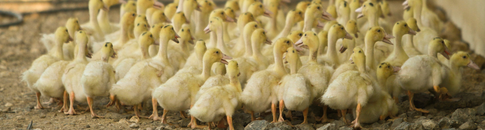 Nos canards sont élevés à la ferme dans le Gers